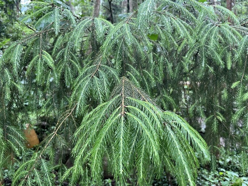 Taiwan spruce (Picea morrisonicola)