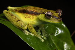 Valle Treefrog photo 2