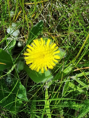 mouse-eared hawkweed