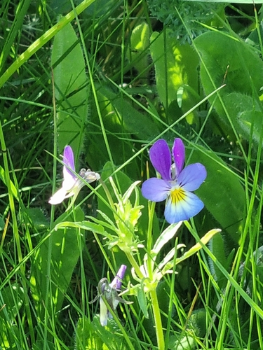Wild Pansy