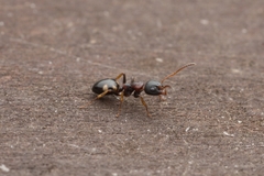 Dolichoderus sibiricus