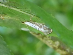 Argyresthia retinella