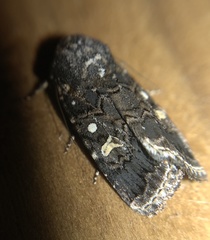 Proteuxoa coelenoptera