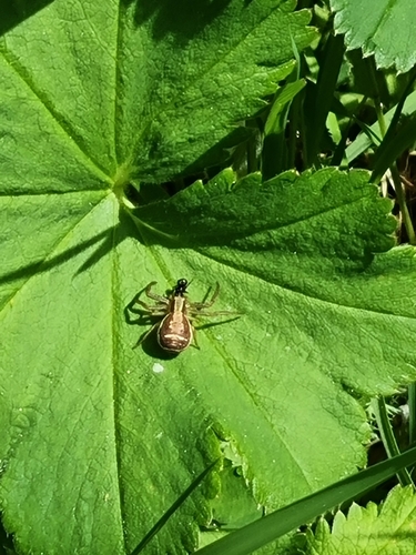 Swamp Crab Spider