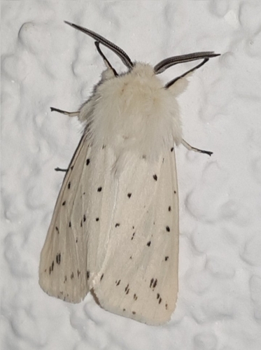 White Ermine