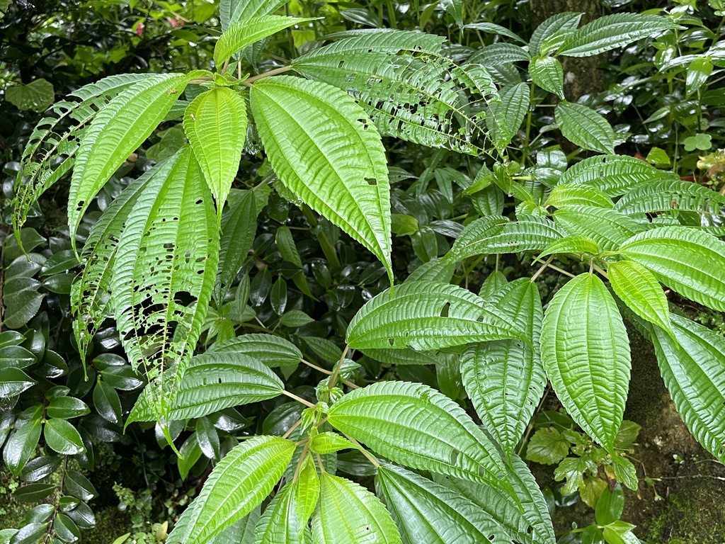 Pilea melastomoides; photograph (c) 謝麗霦, some rights reserved (CC BY)