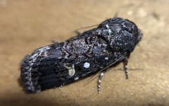 Proteuxoa coelenoptera