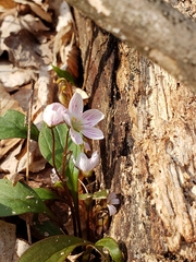 Claytonia virginica