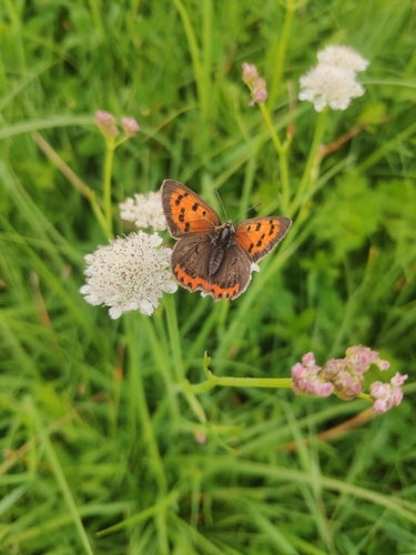 Small Copper