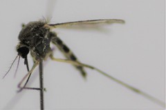 Aedes bancroftianus
