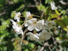 Prunus avium