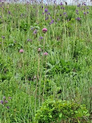 Jurinea mollis, photograph (c) Mike Grant, some rights reserved (CC BY)