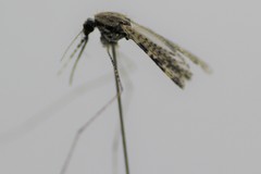 Anopheles annulipes