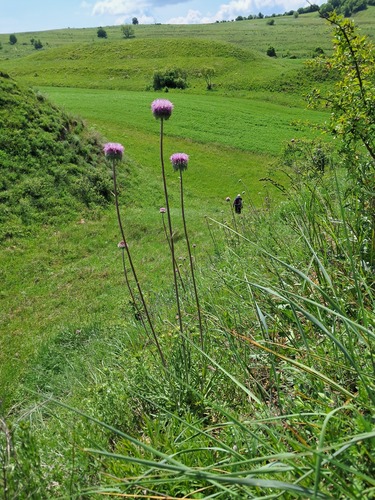 Jurinea mollis