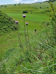 Jurinea mollis