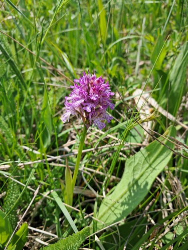 Neotinea tridentata, photograph 6