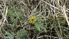 Lomatium foeniculaceum