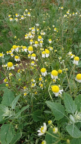 German Chamomile