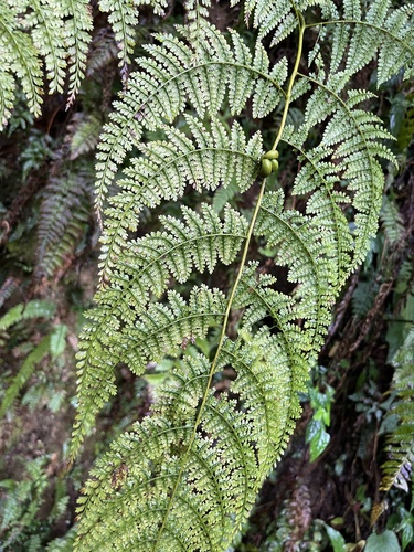 Monachosorum henryi, photograph 5