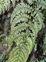 Monachosorum henryi, photograph (c) 謝麗霦, some rights reserved (CC BY)
