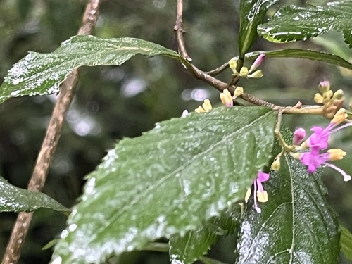 Callicarpa randaiensis, photograph 3
