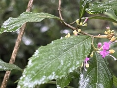 Callicarpa randaiensis, photograph (c) 謝麗霦, some rights reserved (CC BY)
