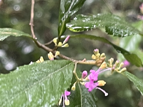 Callicarpa randaiensis, photograph 4