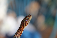 Trimorphodon biscutatus