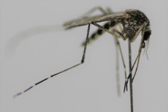 Aedes camptorhynchus