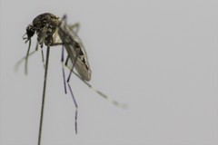 Aedes alboannulatus