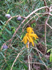 Gymnosporangium clavariiforme