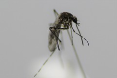 Aedes alboannulatus