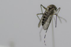 Aedes alboannulatus