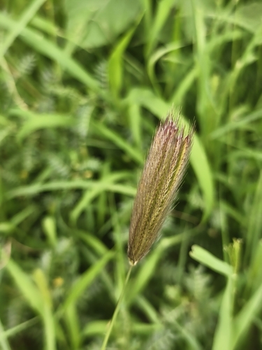 虎尾草