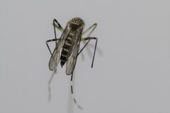 Aedes alboannulatus