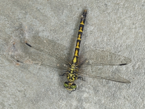 Small Pincertail