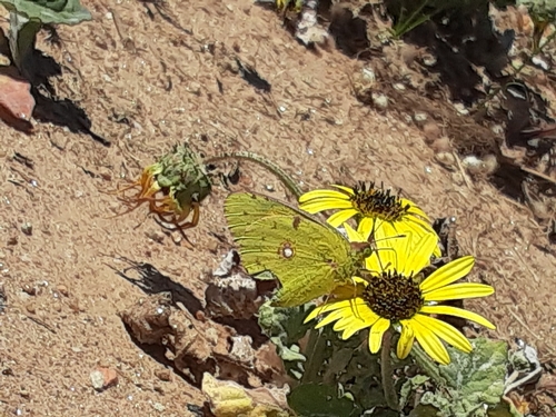 Clouded Yellow