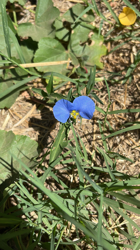 whitemouth dayflower