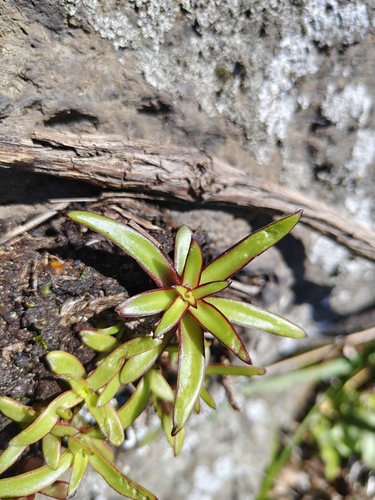 Orostachys maximowiczii