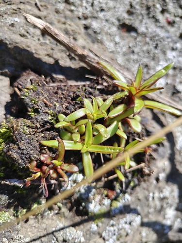 Orostachys maximowiczii