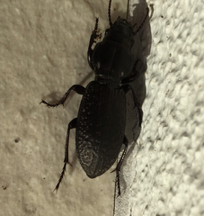 Mecodema crenaticolle