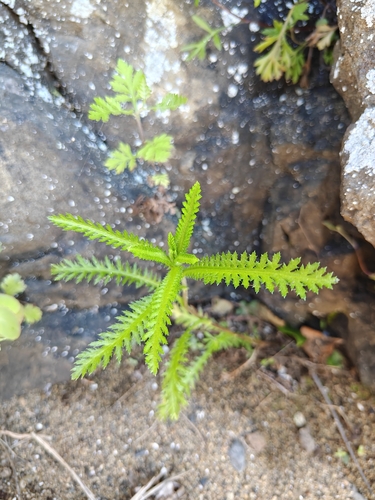 Orostachys maximowiczii