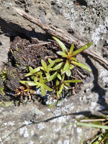 Orostachys maximowiczii