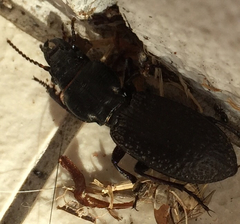 Mecodema crenaticolle