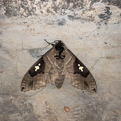 Lophostethus dumolinii