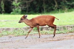 Cephalophorus natalensis
