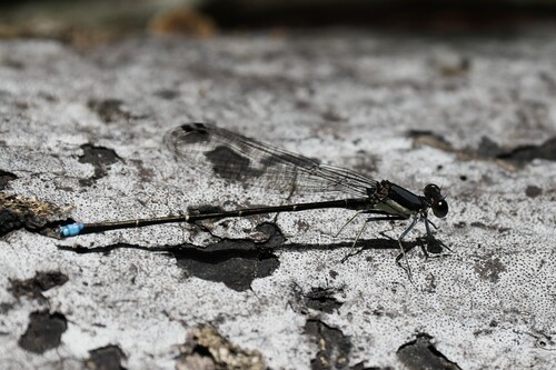 Blue-tipped Dancer