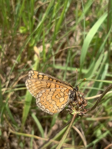 Marsh Fritillary
