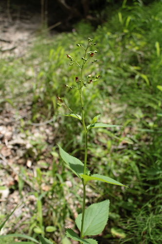 Common Figwort