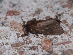 Amatissa leonina
